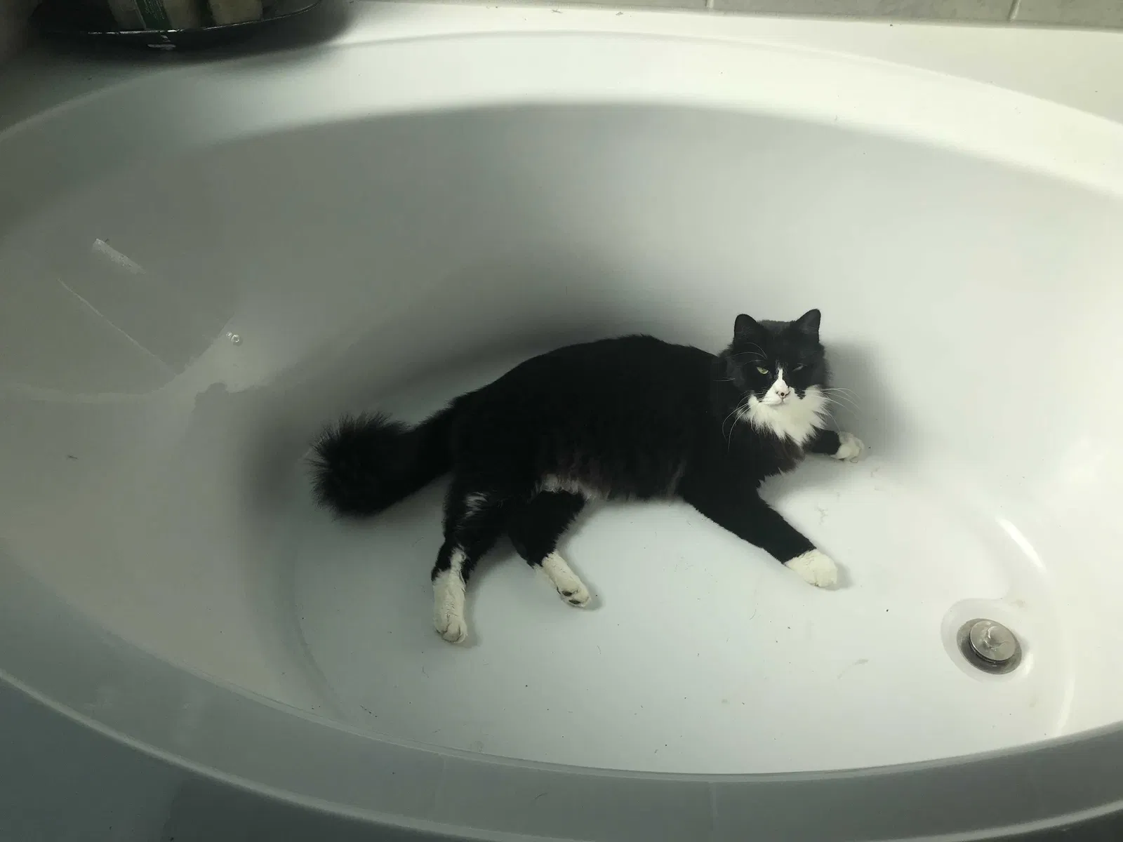 Lost cat in Conroe, TX, 77301