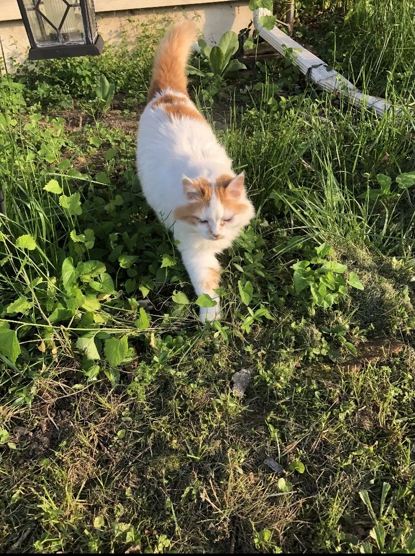 Lost cat in Haledon, NJ, 7508