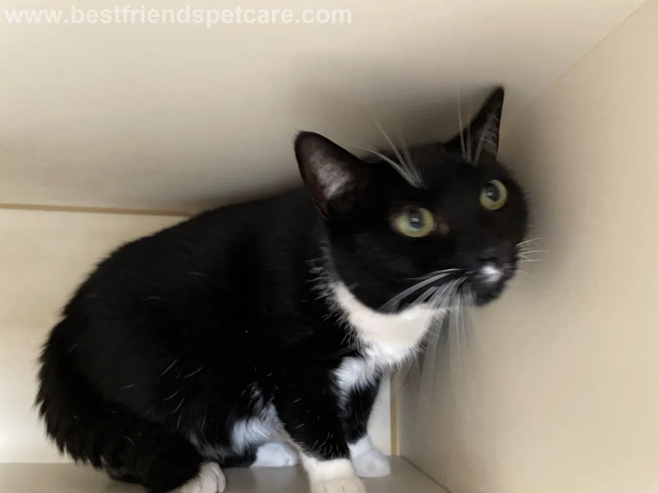 Lost cat in Holliston, MA, 1746