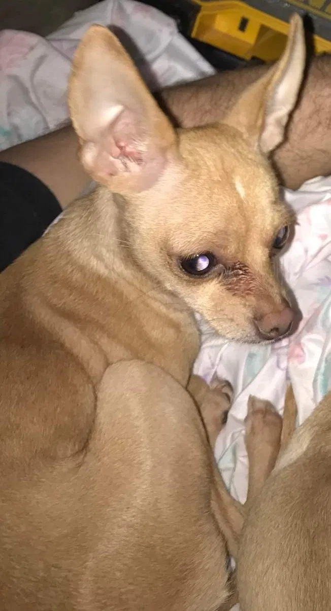 Lost dog in Blythewood, SC, 29016