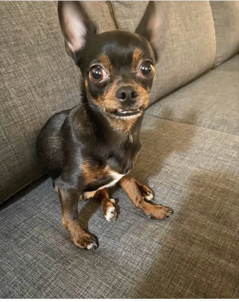 Lost dog in Perris, CA, 92571
