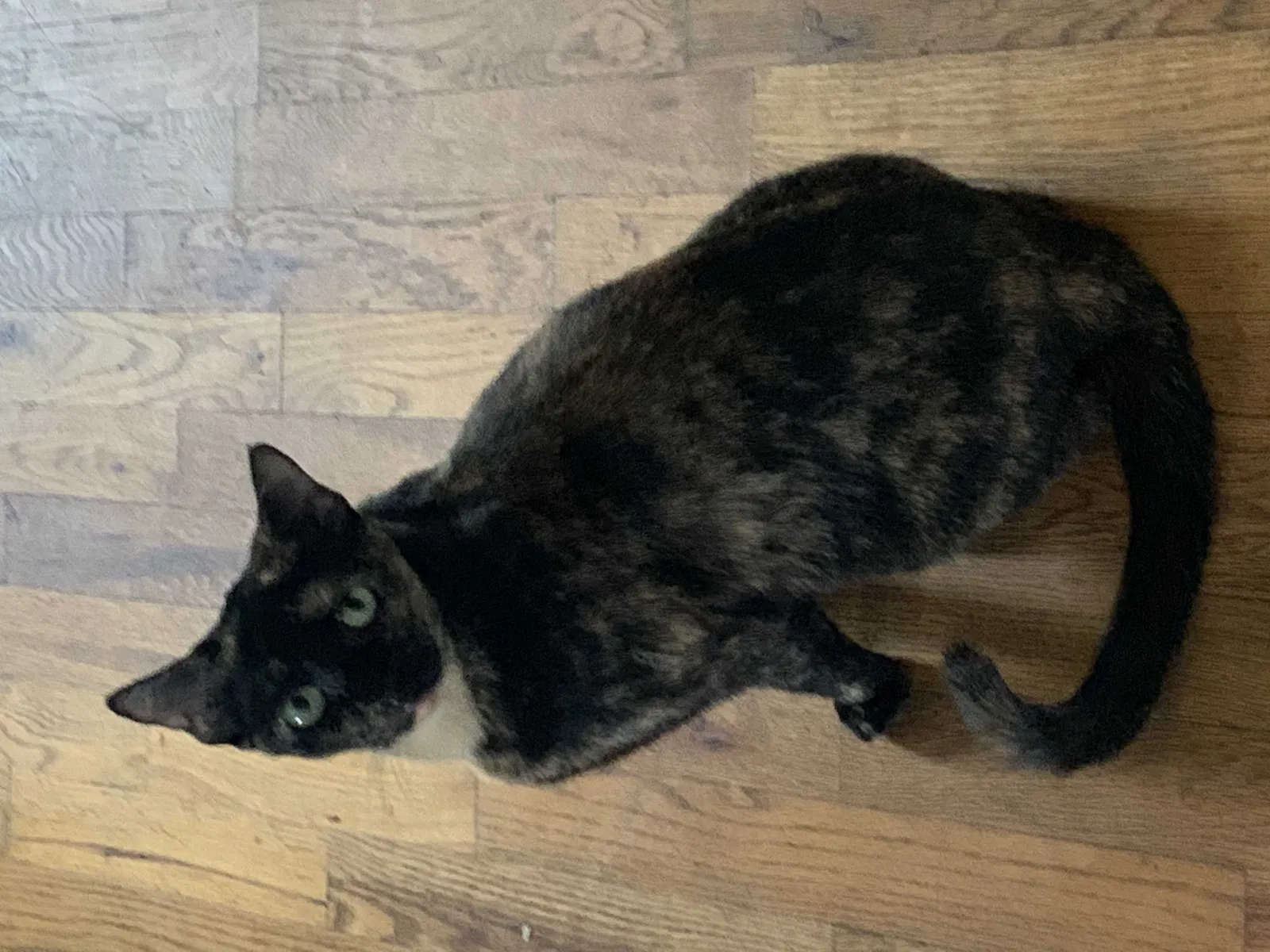 Lost cat in North Augusta, SC, 29841