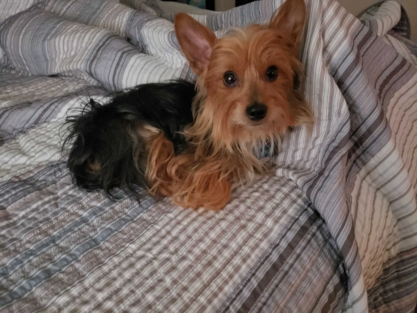 Lost dog in Miami Gardens, FL, 33056