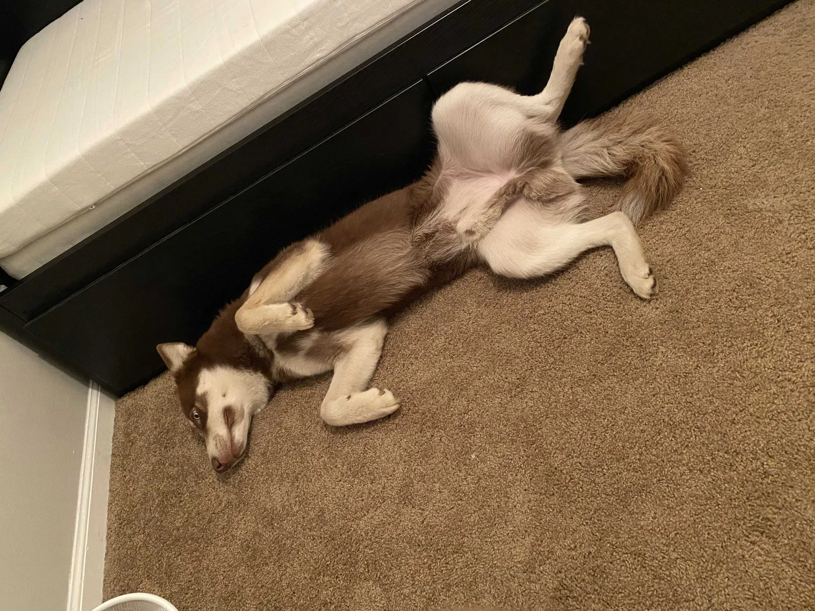 Lost dog in Newport News, VA, 23602