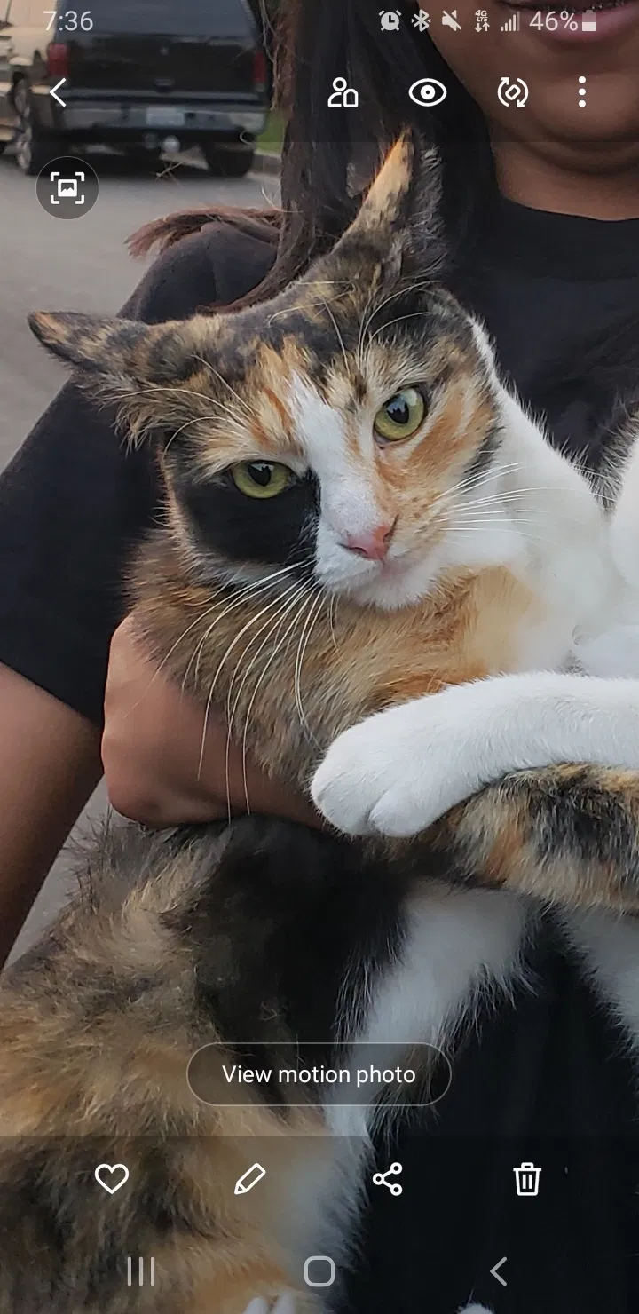 Lost cat in Azusa, CA, 91702