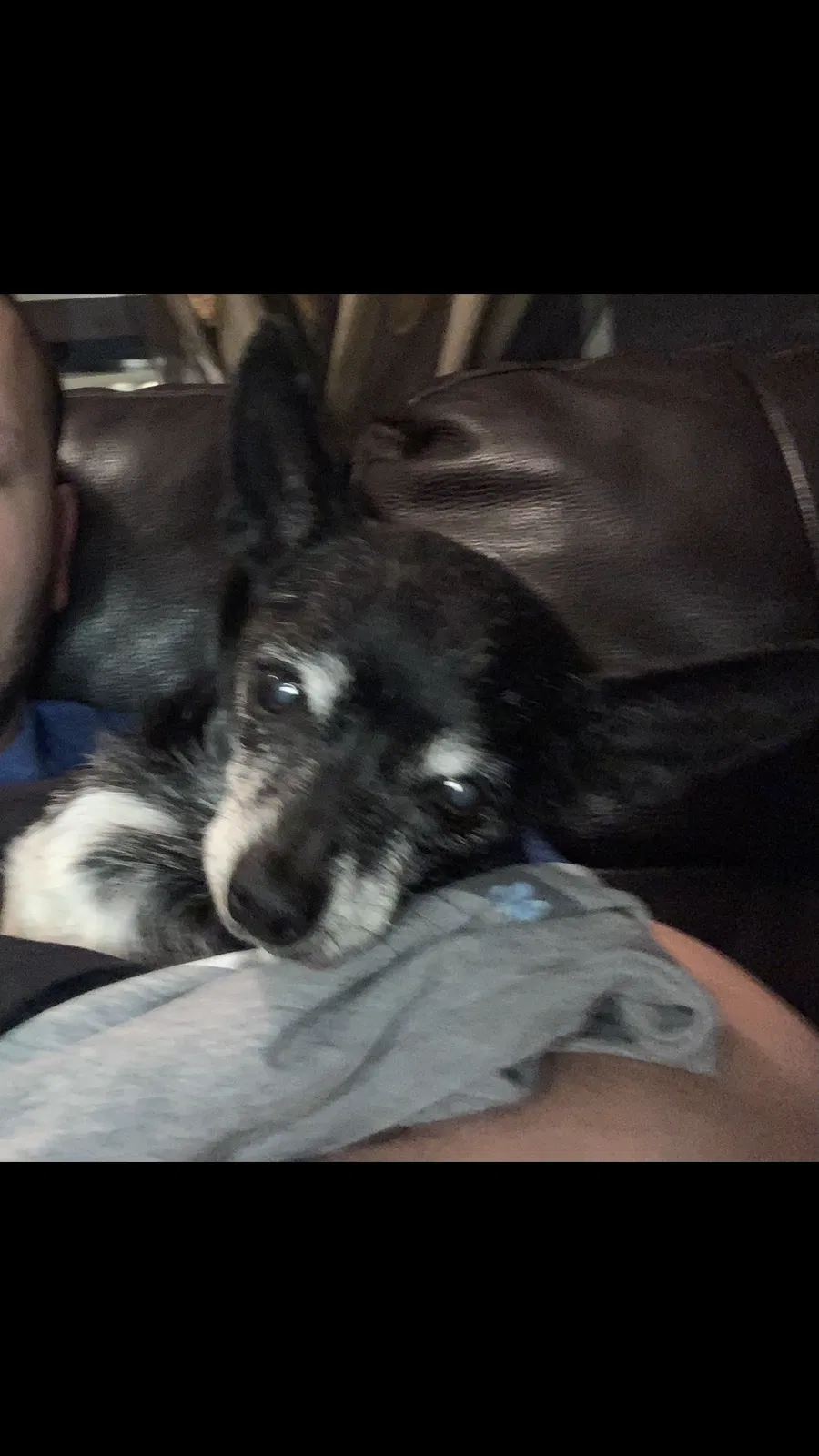Lost dog in La Puente, CA, 91744