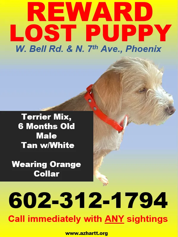 Lost dog in Phoenix, AZ, 85023