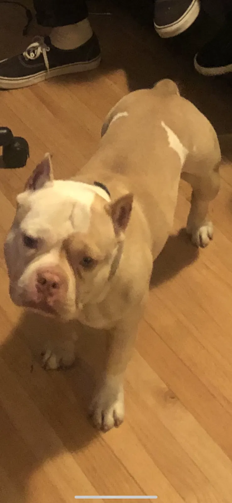 Lost dog in Whittier, CA, 90603
