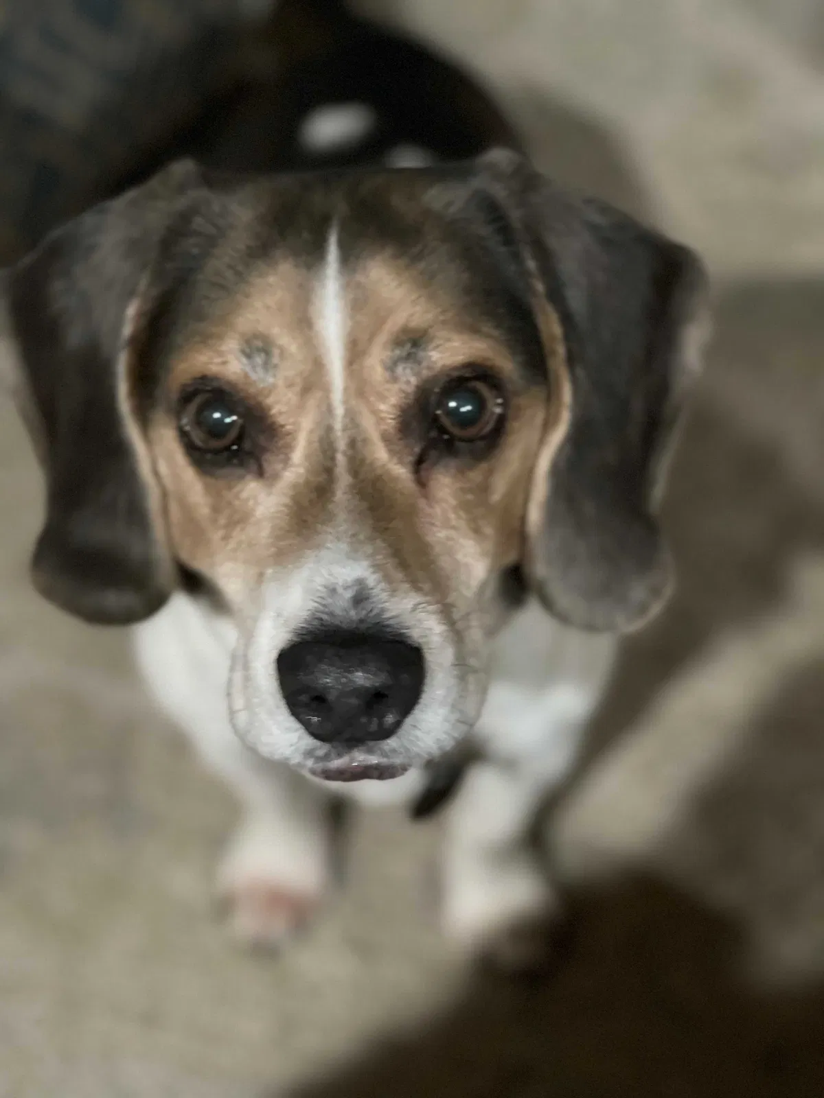 Lost dog in Rockford, MI, 49341