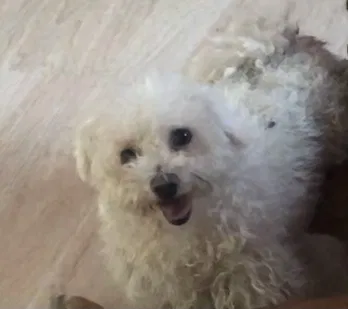 Lost dog in Reno, NV, 89512