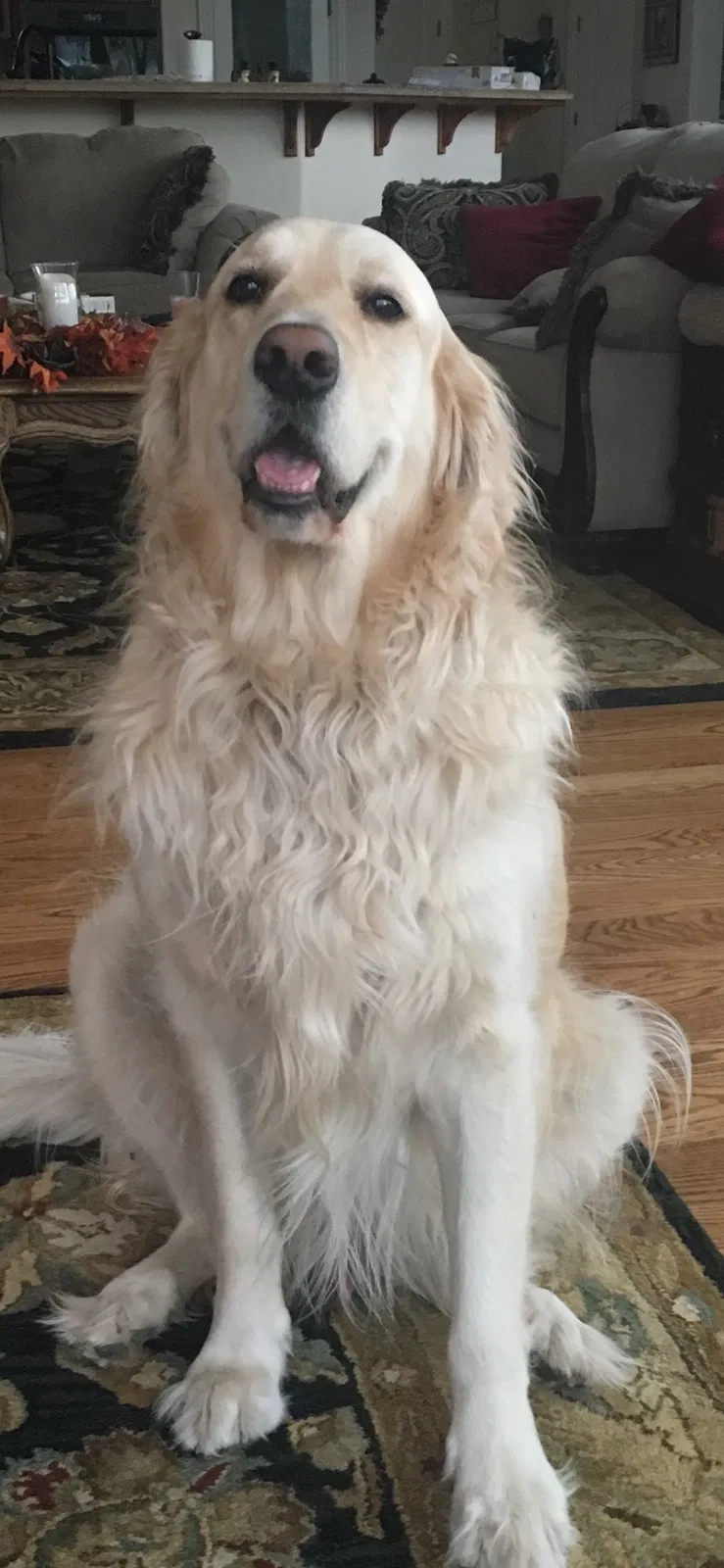 Lost dog in Roseville, CA, 95678