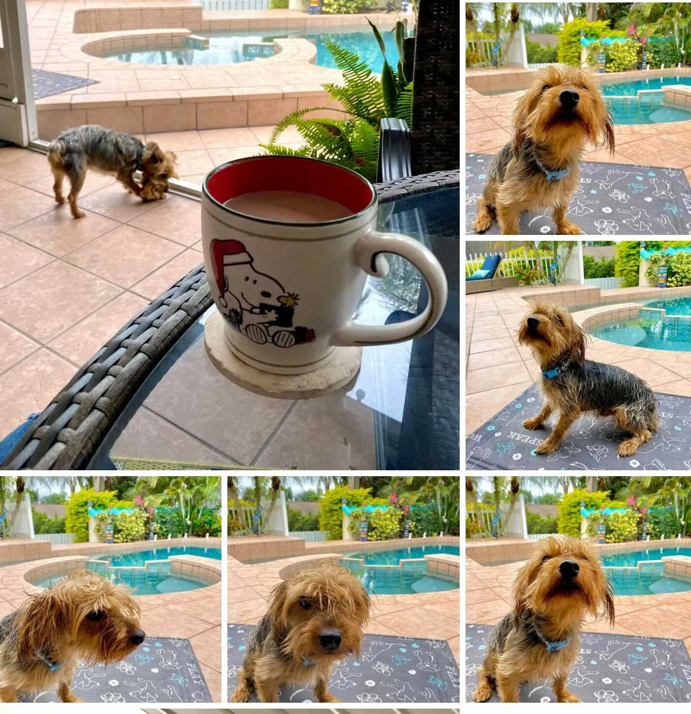 Lost dog in Gates, NC, 27937