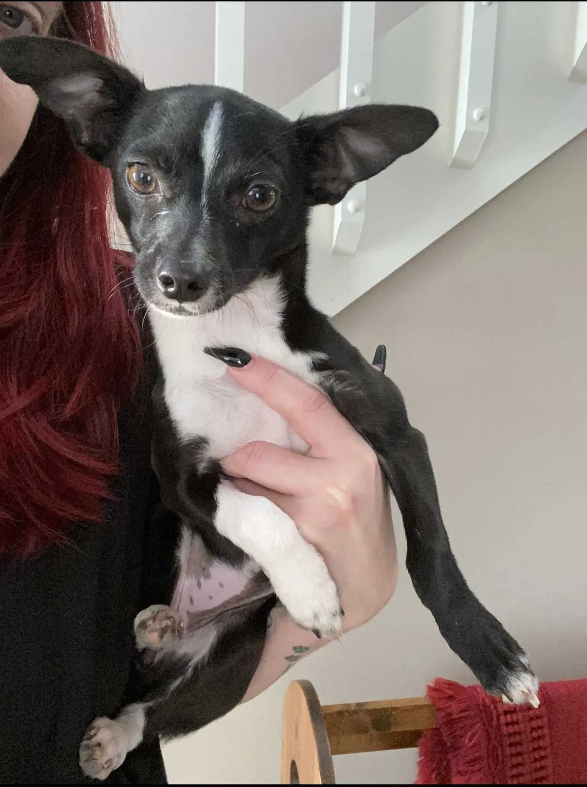 Lost dog in Dayton, OH, 45424