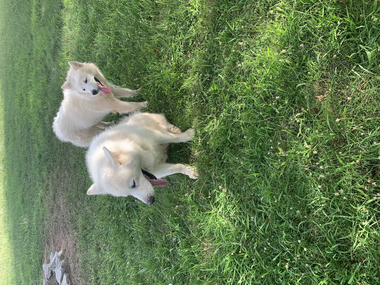 Lost dog in Clarksville, TN, 37042