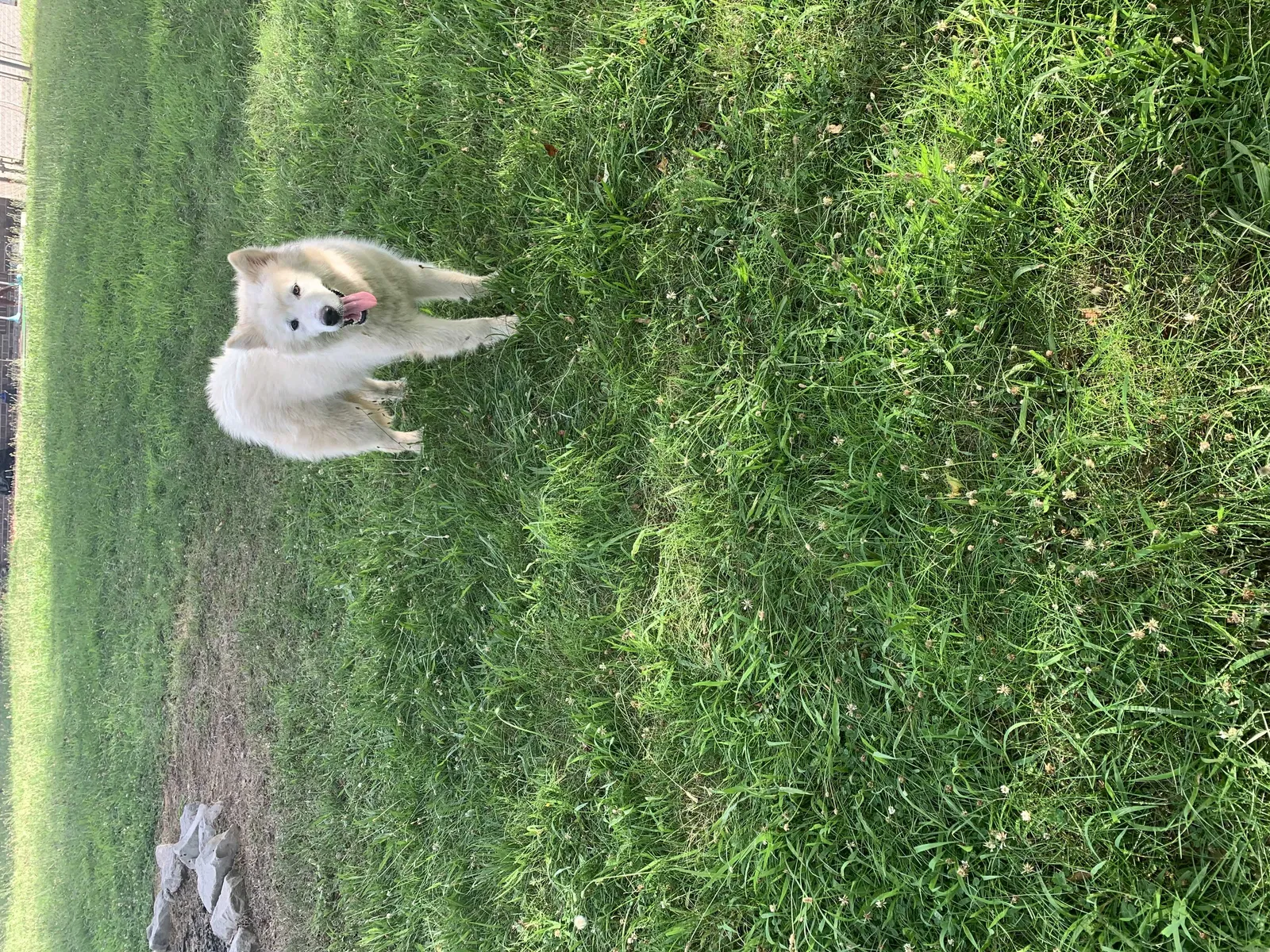 Lost dog in Clarksville, TN, 37042