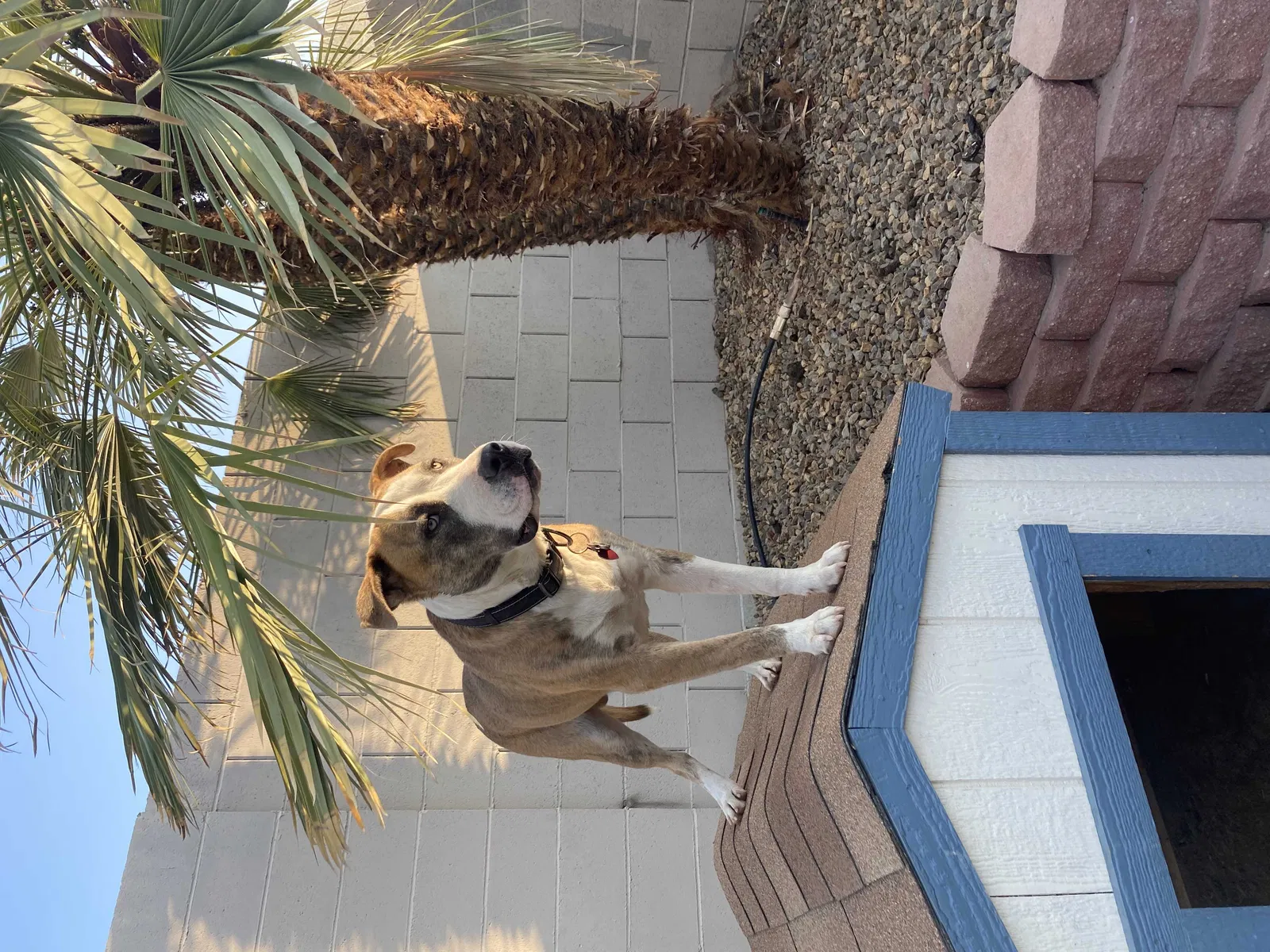 Lost dog in North Las Vegas, NV, 89032