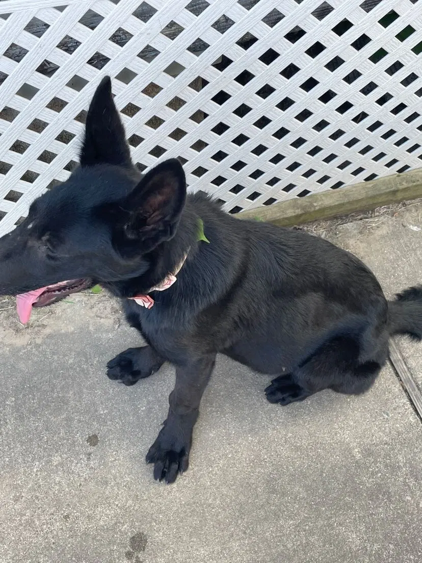 Lost dog in South Houston, TX, 77587
