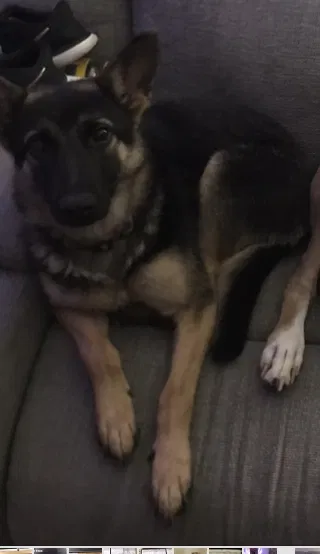 Lost dog in Dayton, OH, 45439