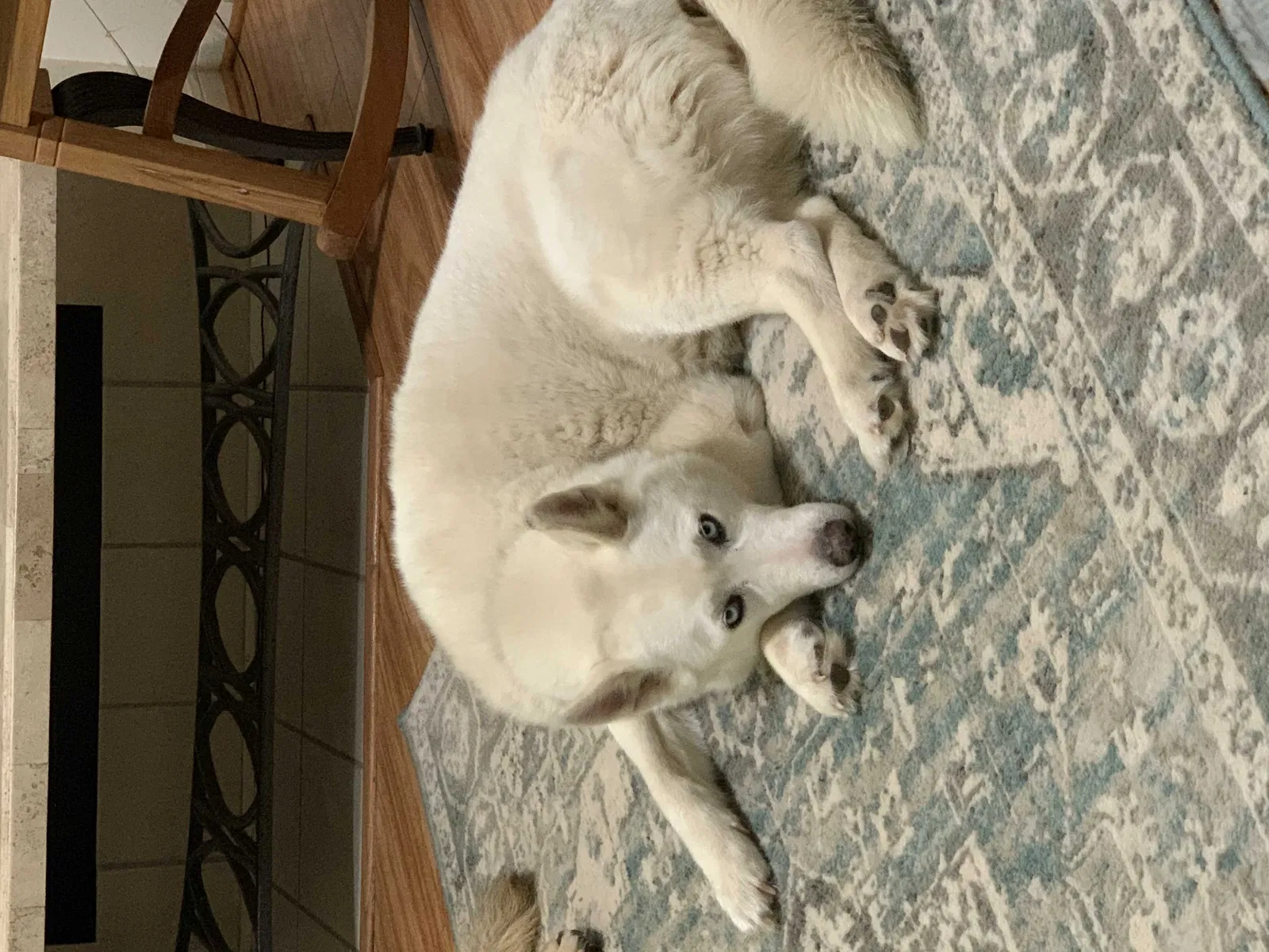 Lost dog in Houston, TX, 77066