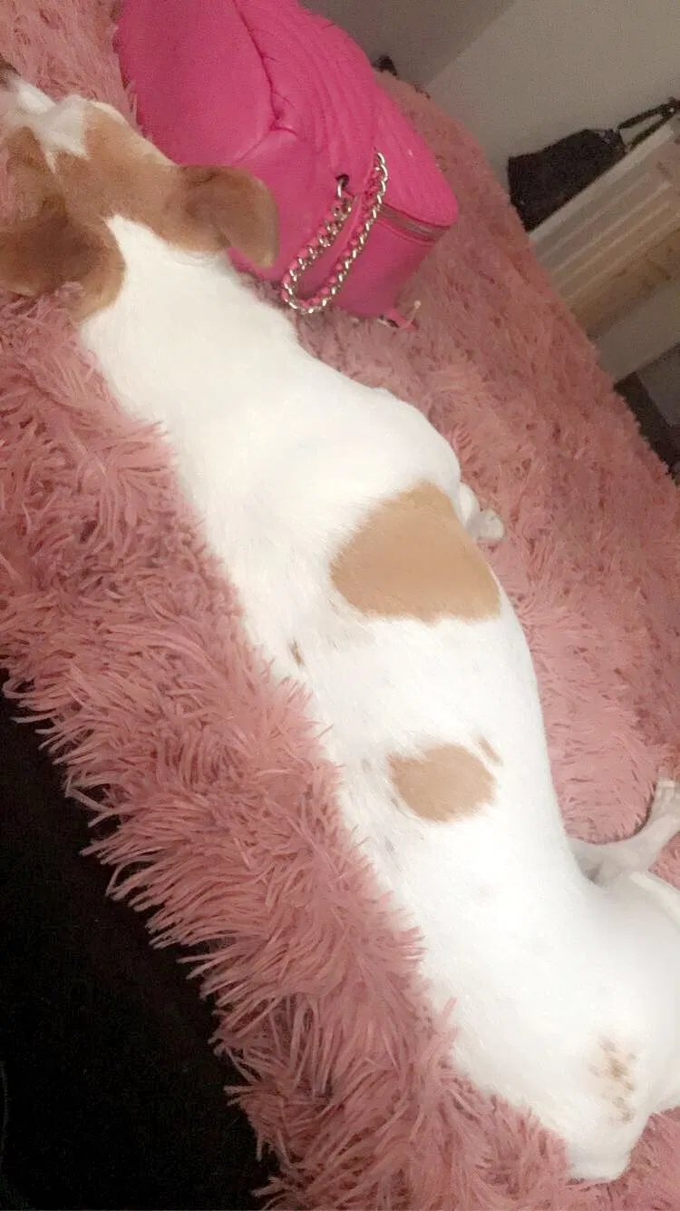 Lost dog in Denver, CO, 80231