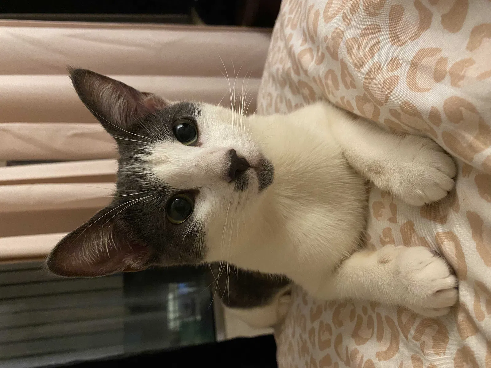 Lost cat in Los Angeles, CA, 90004
