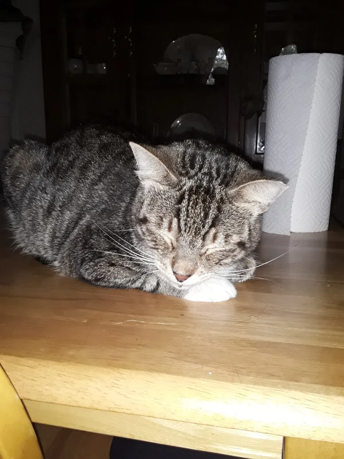 Lost cat in Augusta, GA, 30903