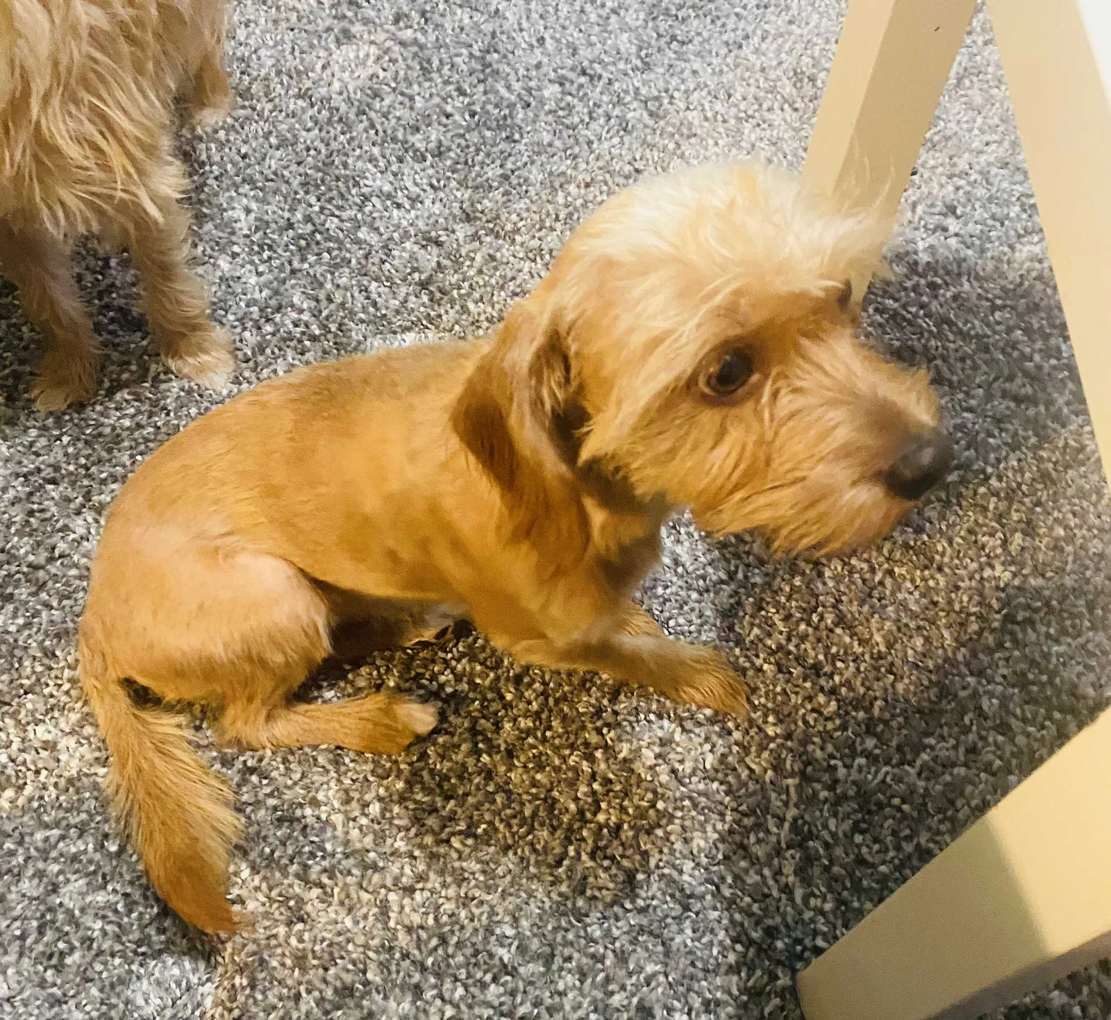 Lost dog in Lanham, MD, 20706