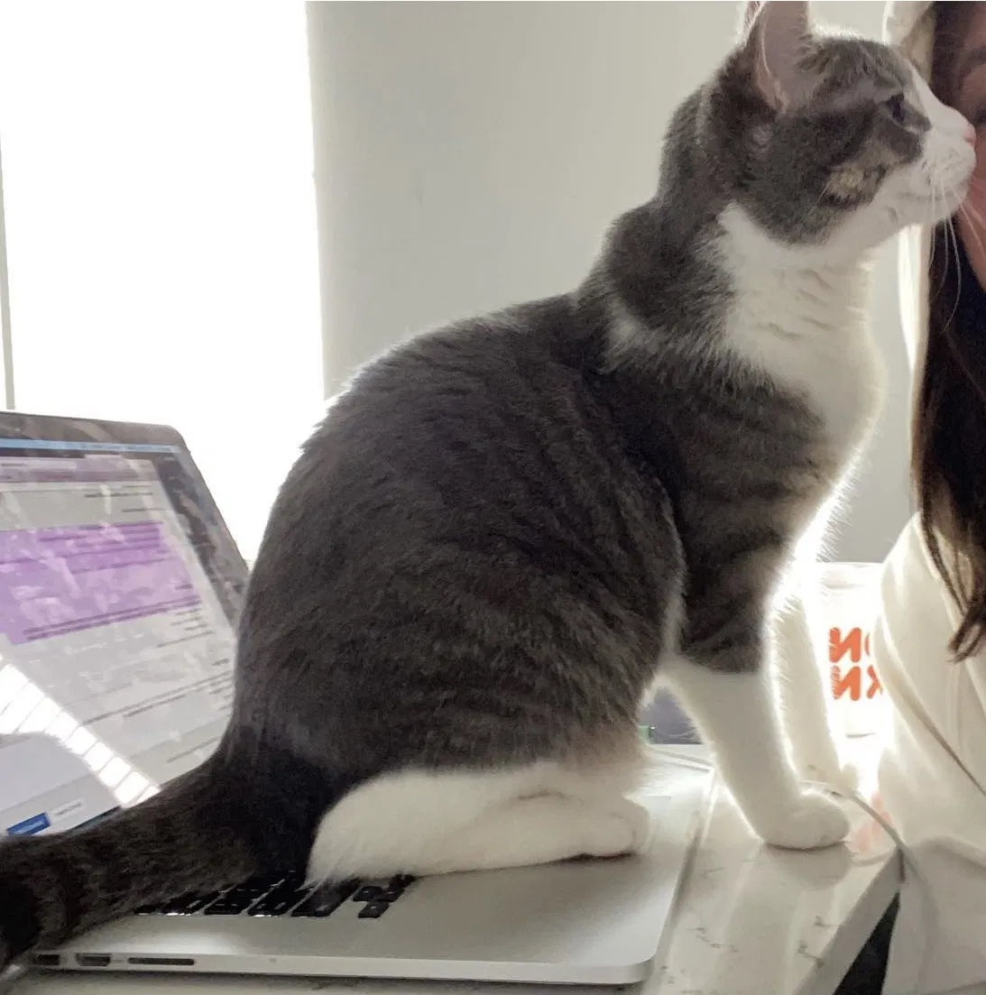 Lost cat in Columbus, OH, 43230