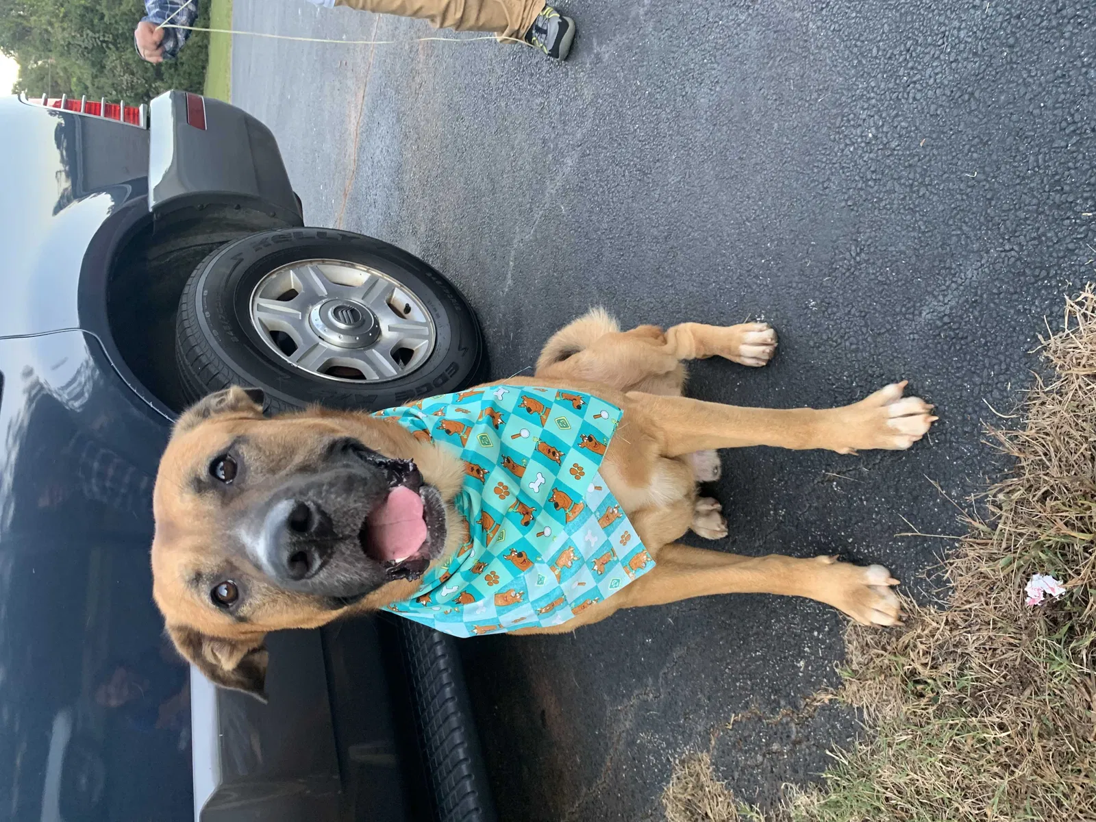 Lost dog in Covington, GA, 30016