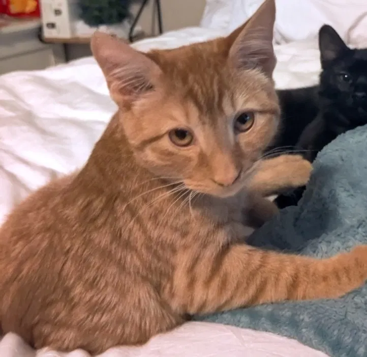 Lost cat in Keller, TX, 76244