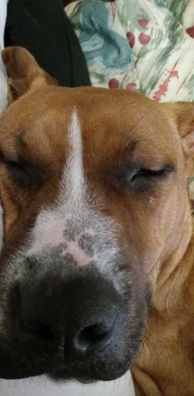 Lost dog in Oklahoma City, OK, 73108