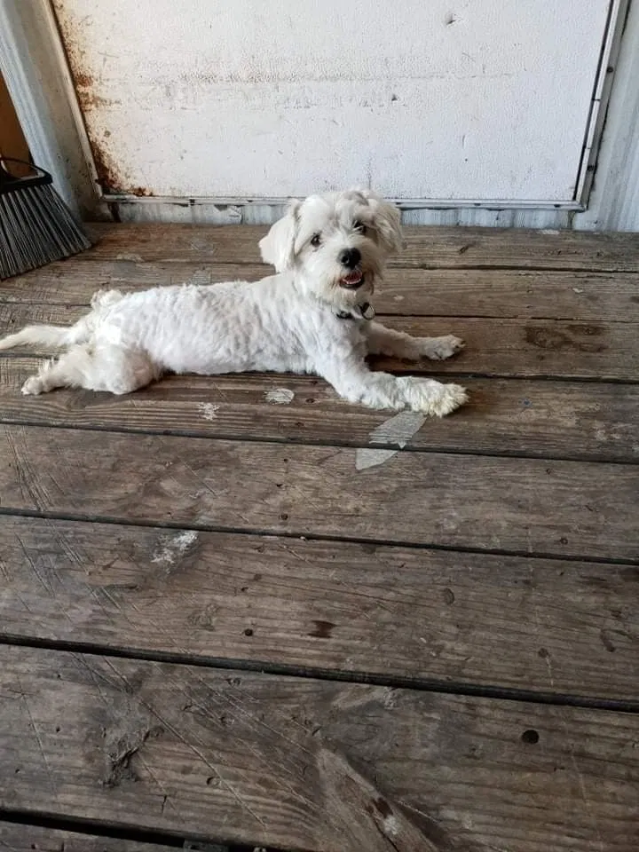 Lost dog in Hudson, FL, 34669