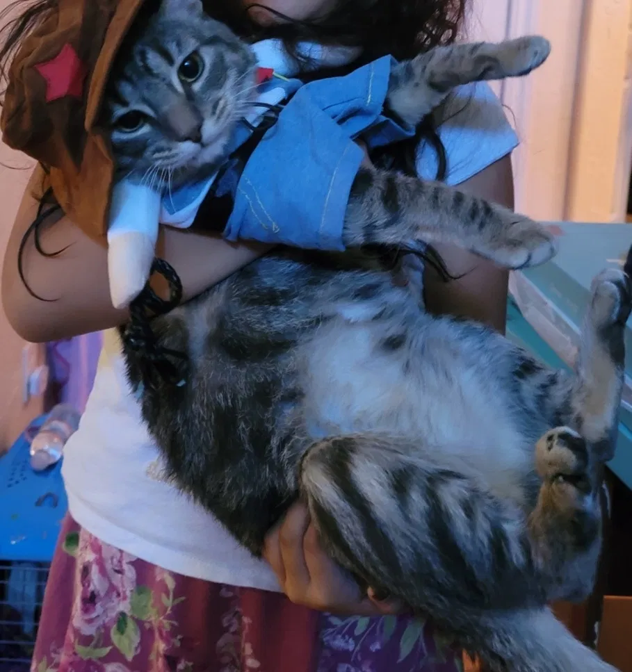 Lost cat in Visalia, CA, 93291