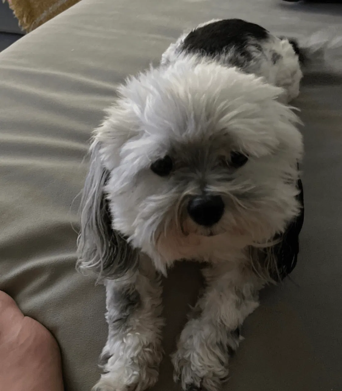 Lost dog in Mesa, AZ, 85201
