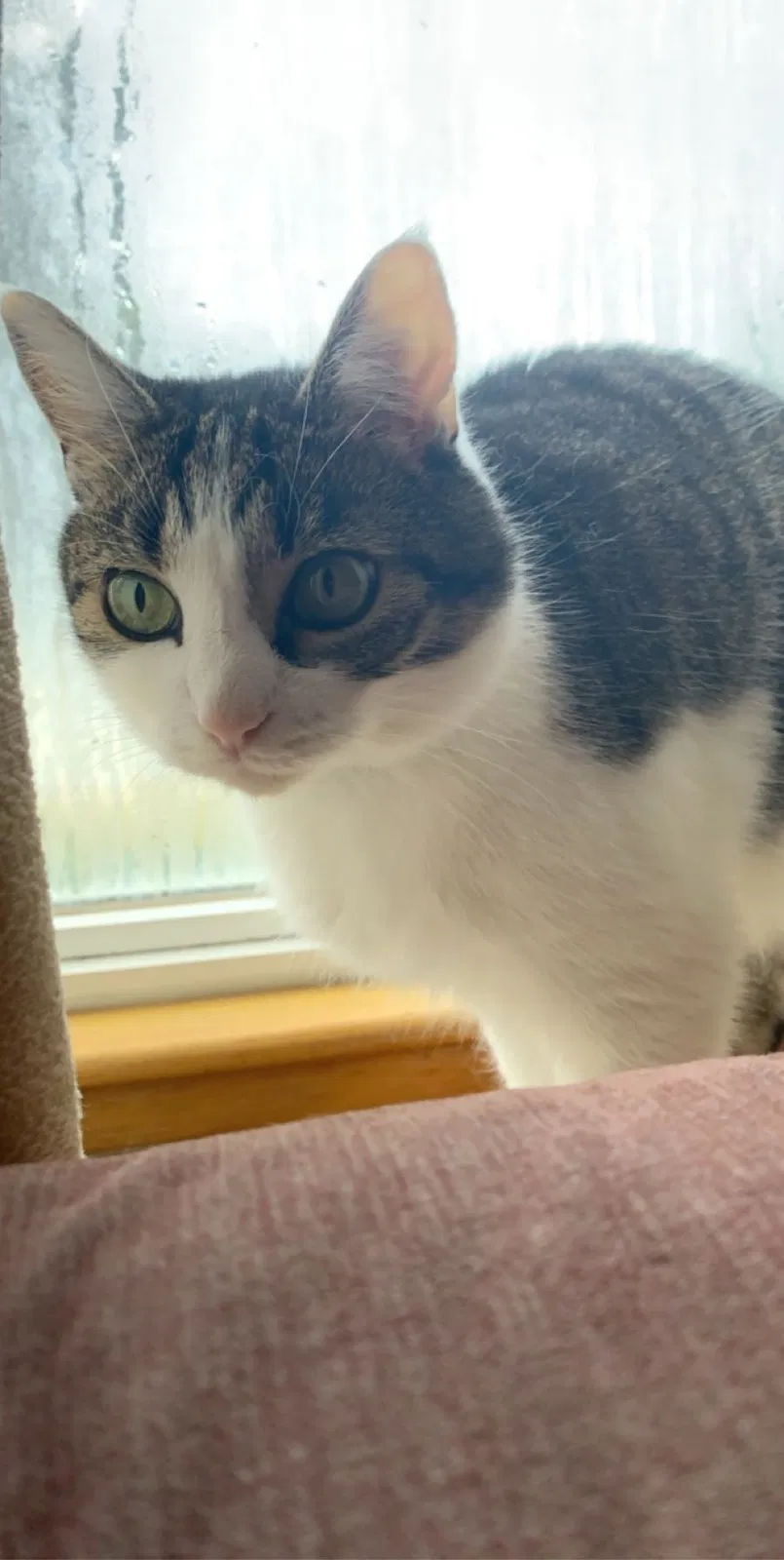 Lost cat in Nashua, NH, 3062