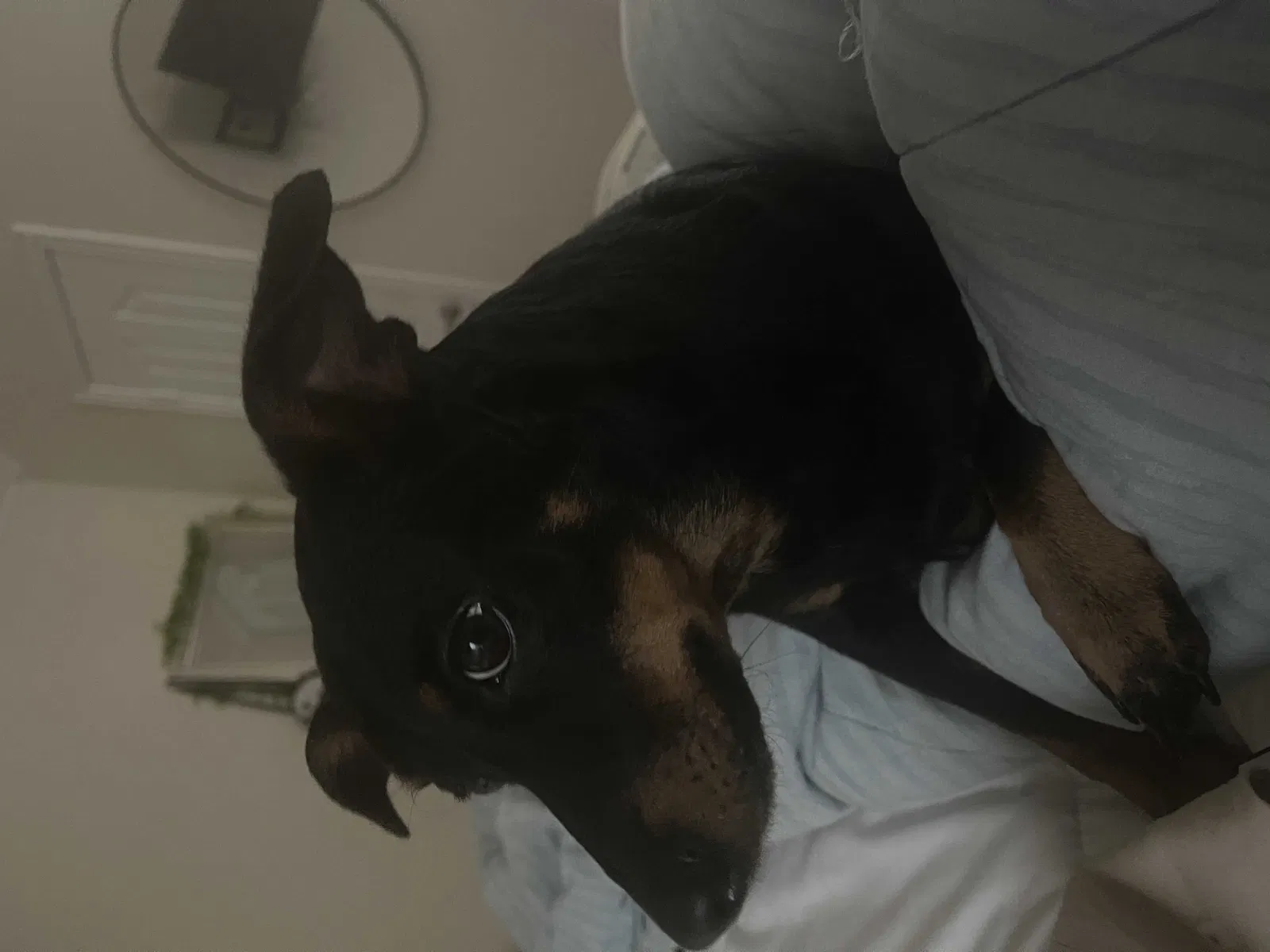 Lost dog in Katy, TX, 77493