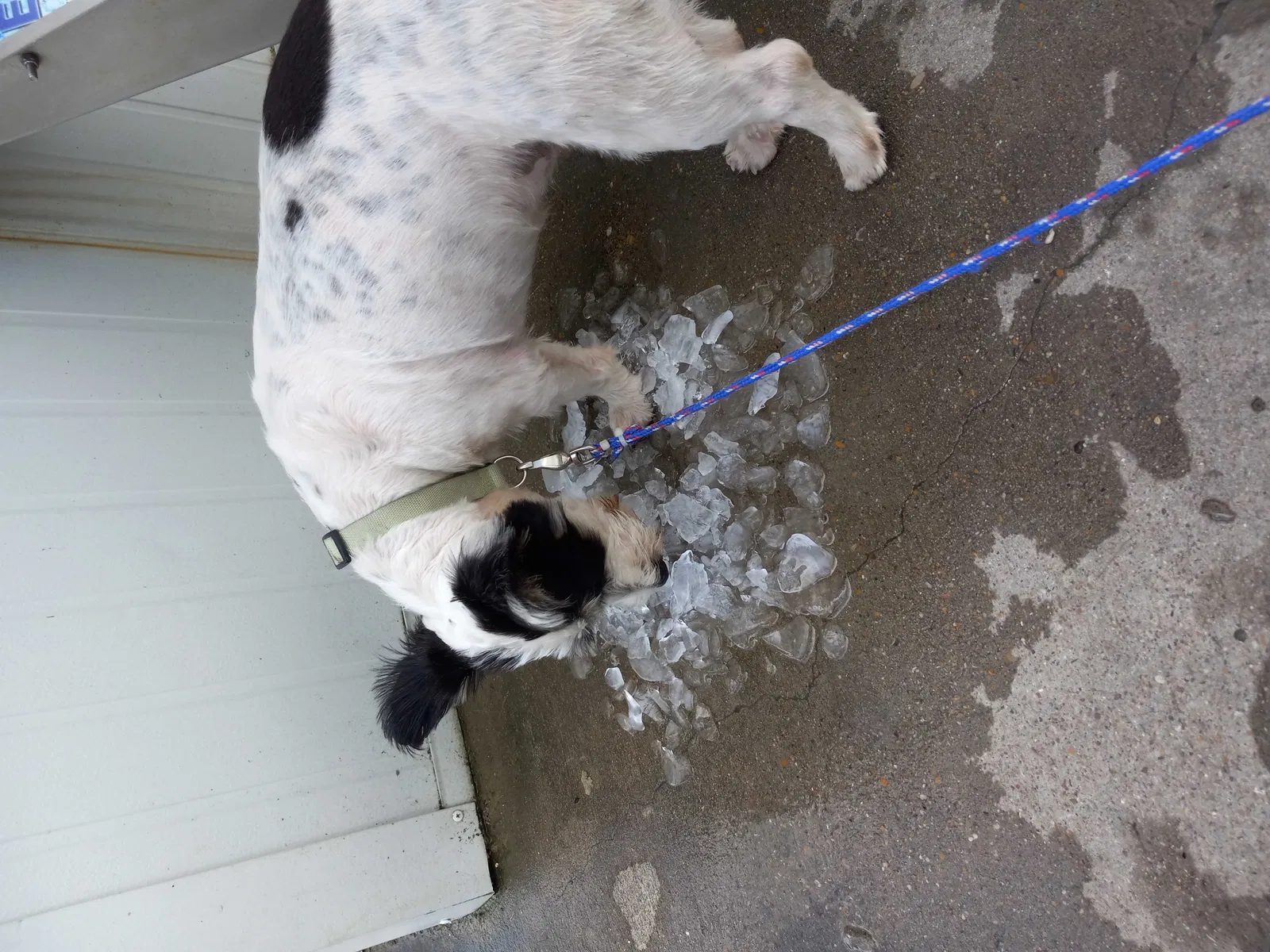 Lost dog in Corsicana, TX, 75110