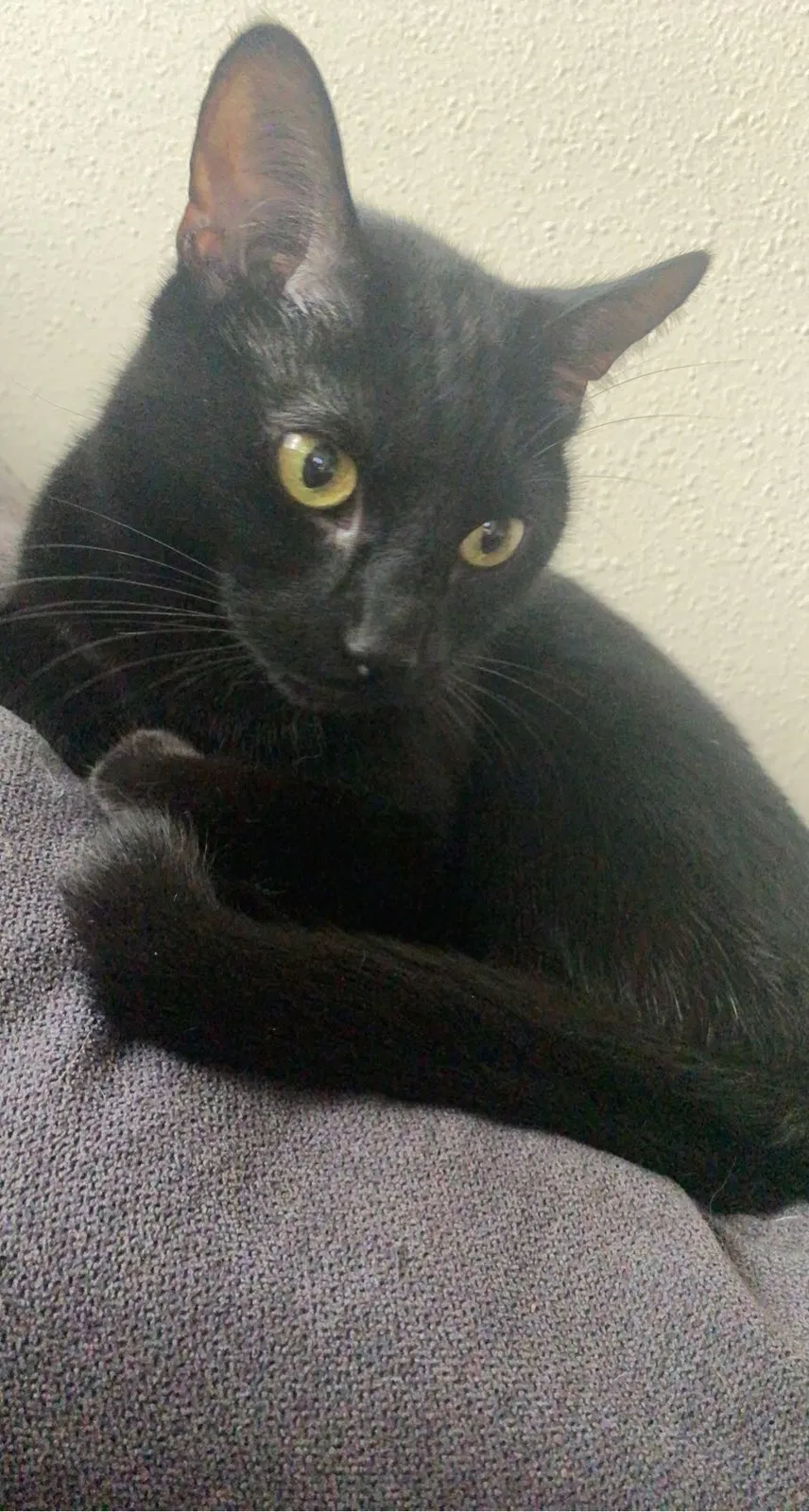 Lost cat in Columbus, OH, 43230