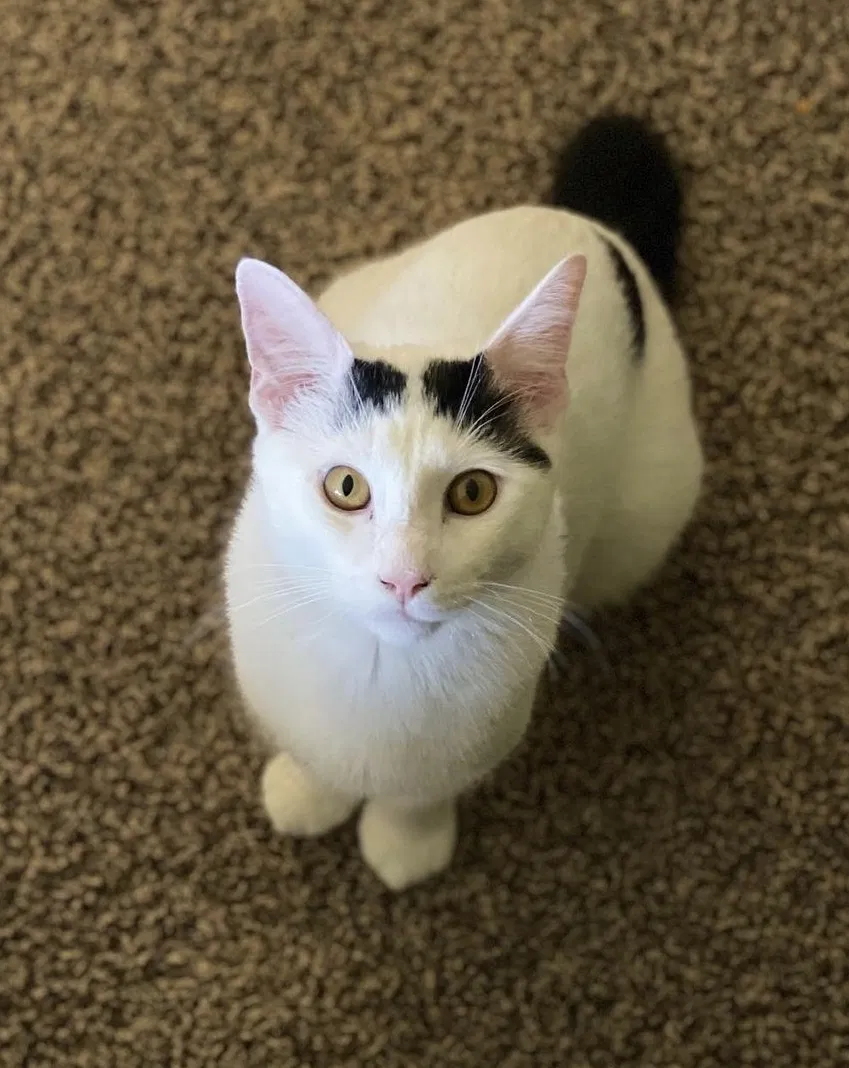 Lost cat in Saint Cloud, MN, 56301
