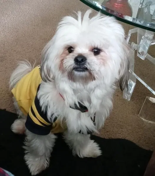 Lost dog in Jacksonville, FL, 32210