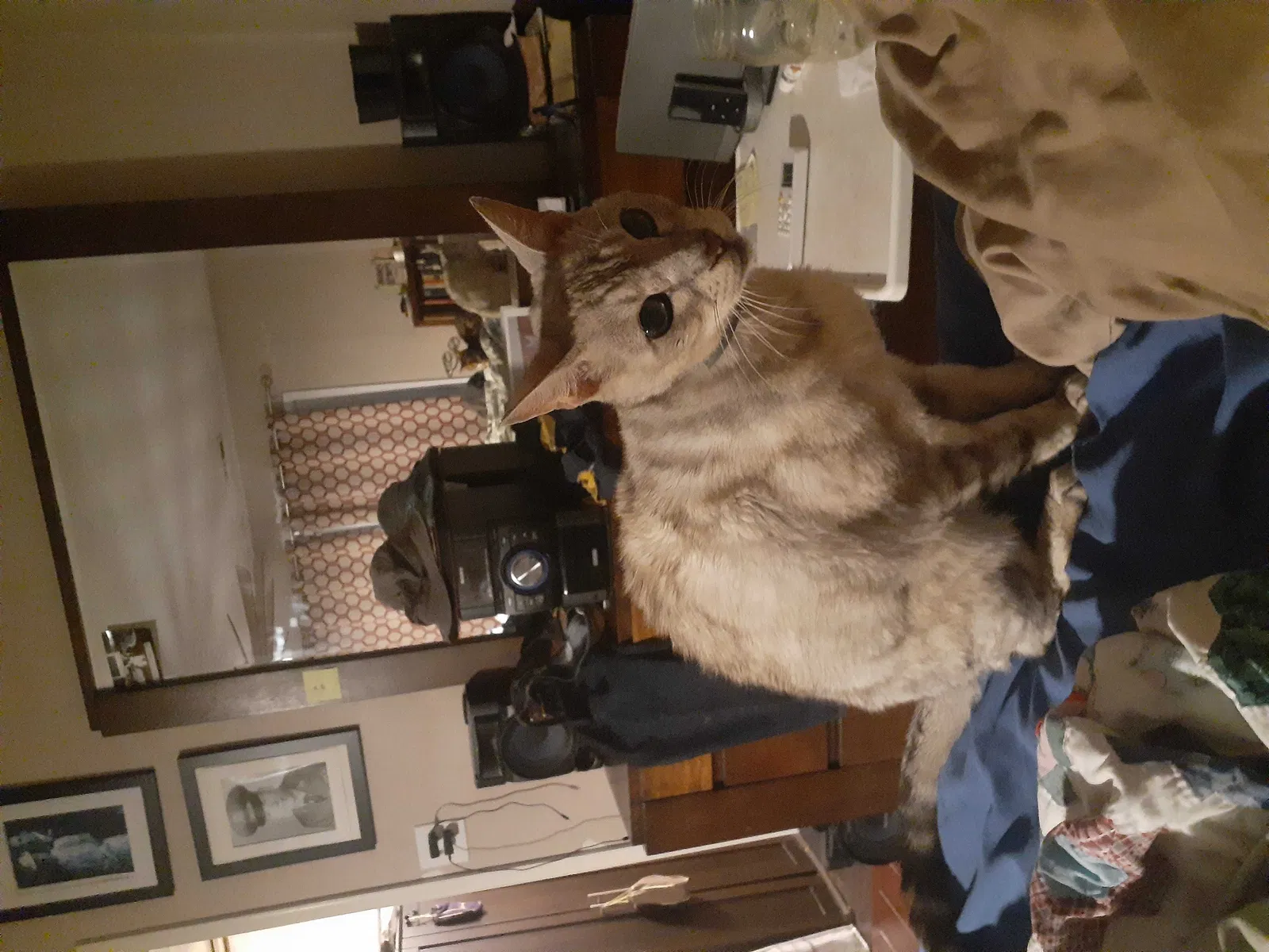 Lost cat in Hampton, VA, 23661