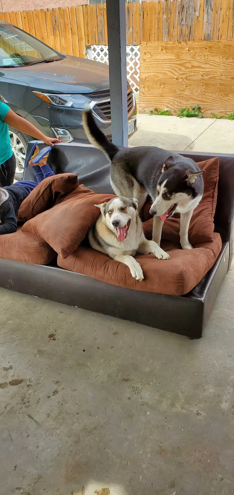 Lost dog in Long Beach, CA, 90810