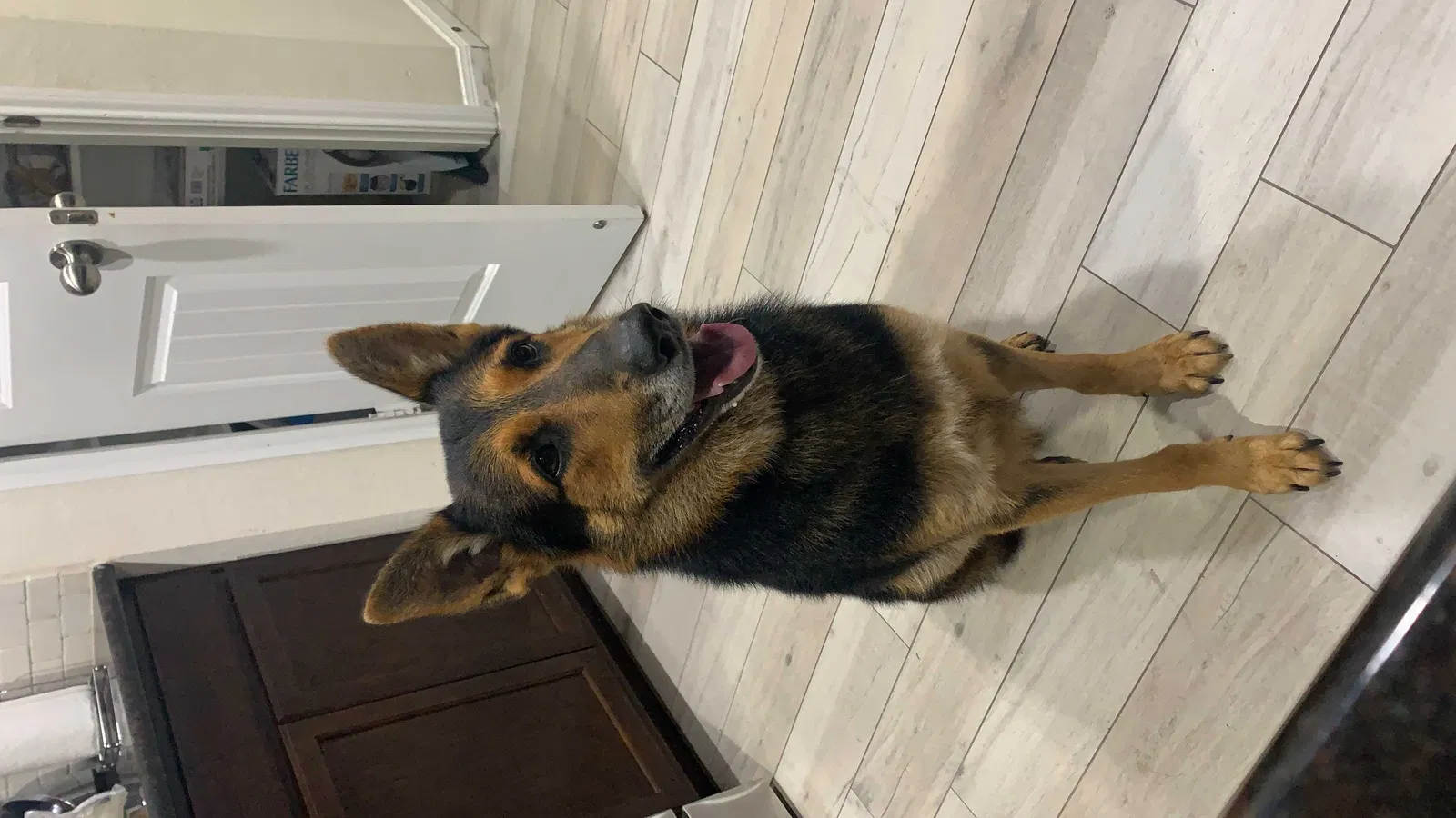 Lost dog in Houston, TX, 77044