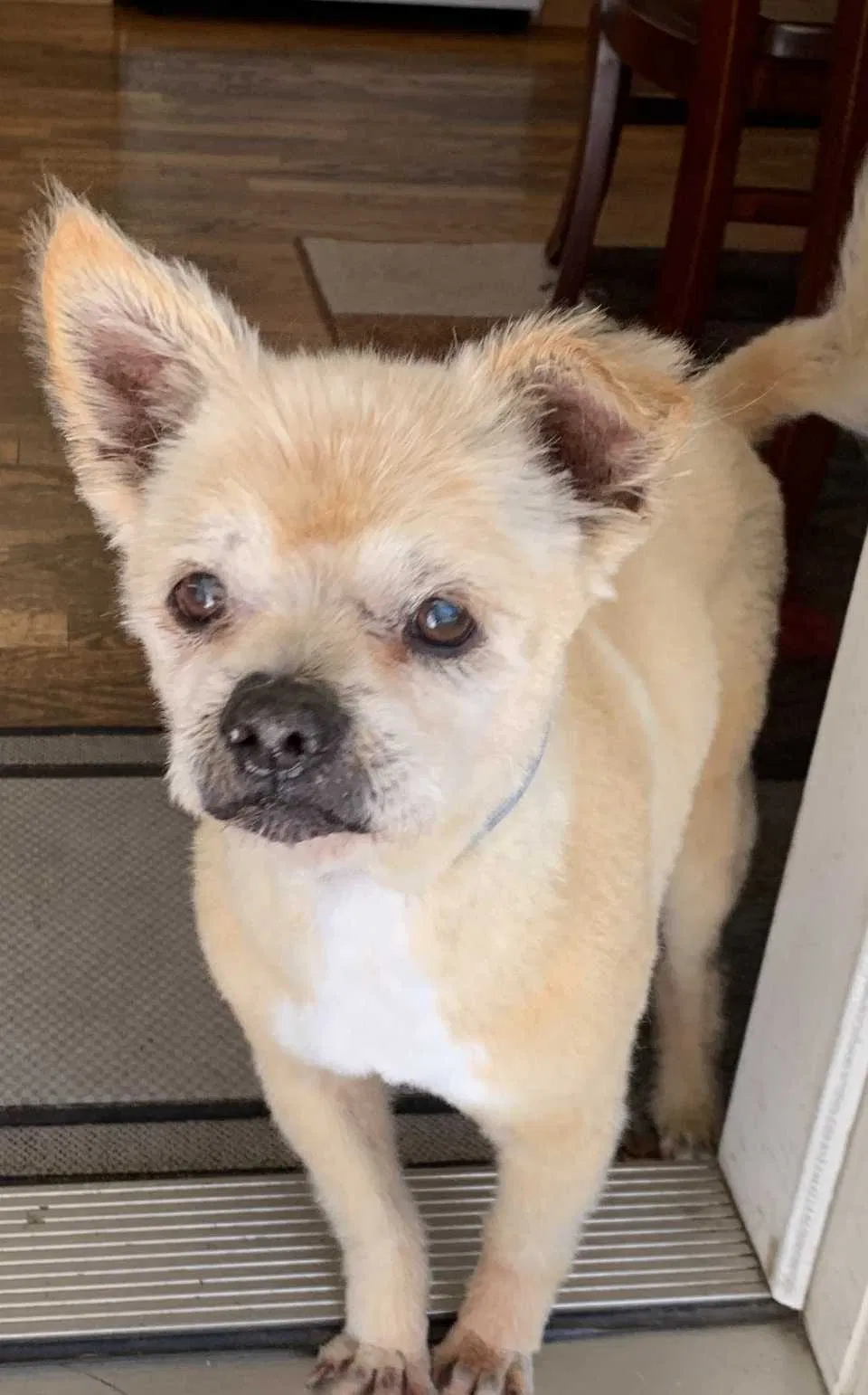Lost dog in Campbell, CA, 95008