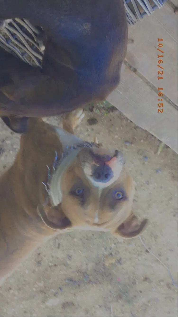 Lost dog in San Antonio, TX, 78214