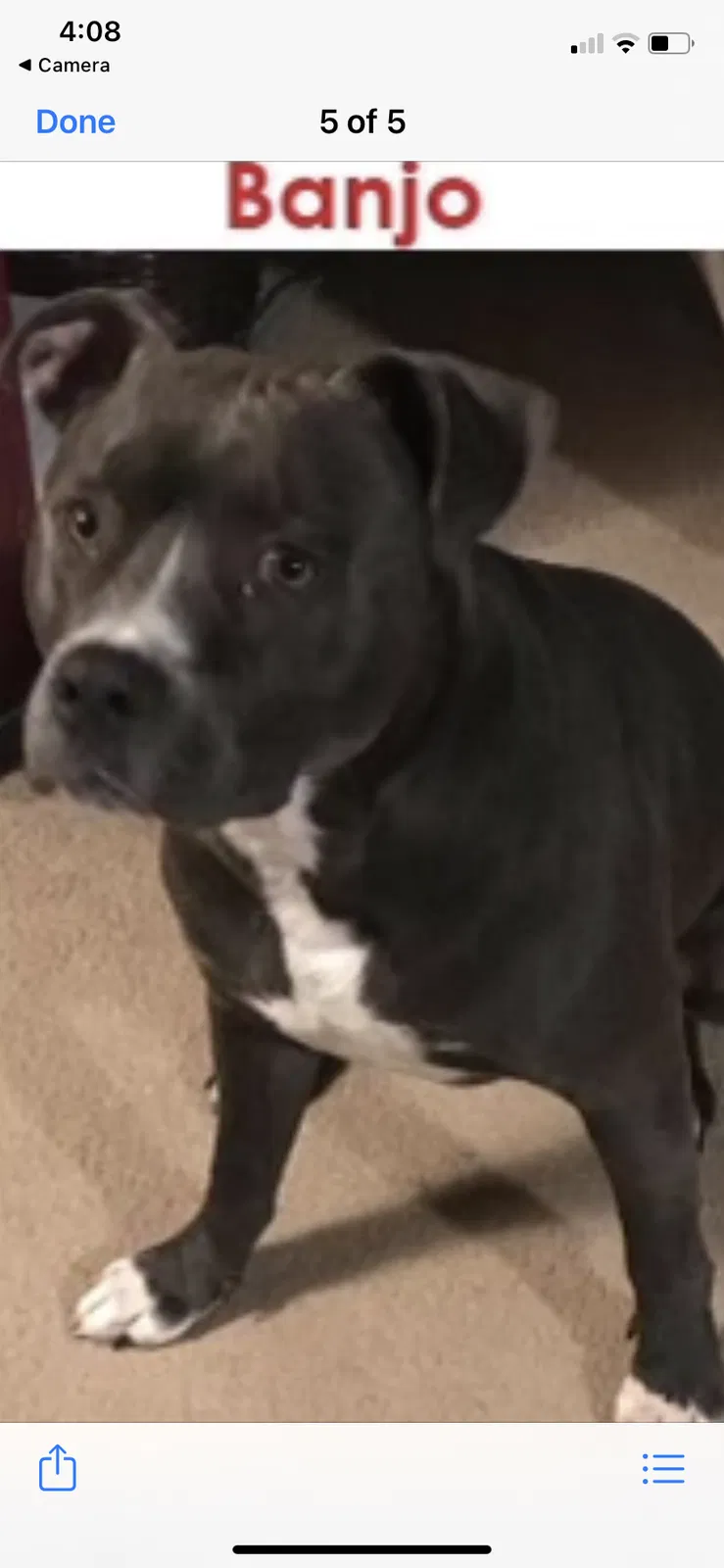 Lost dog in Baldwin, GA, 30511