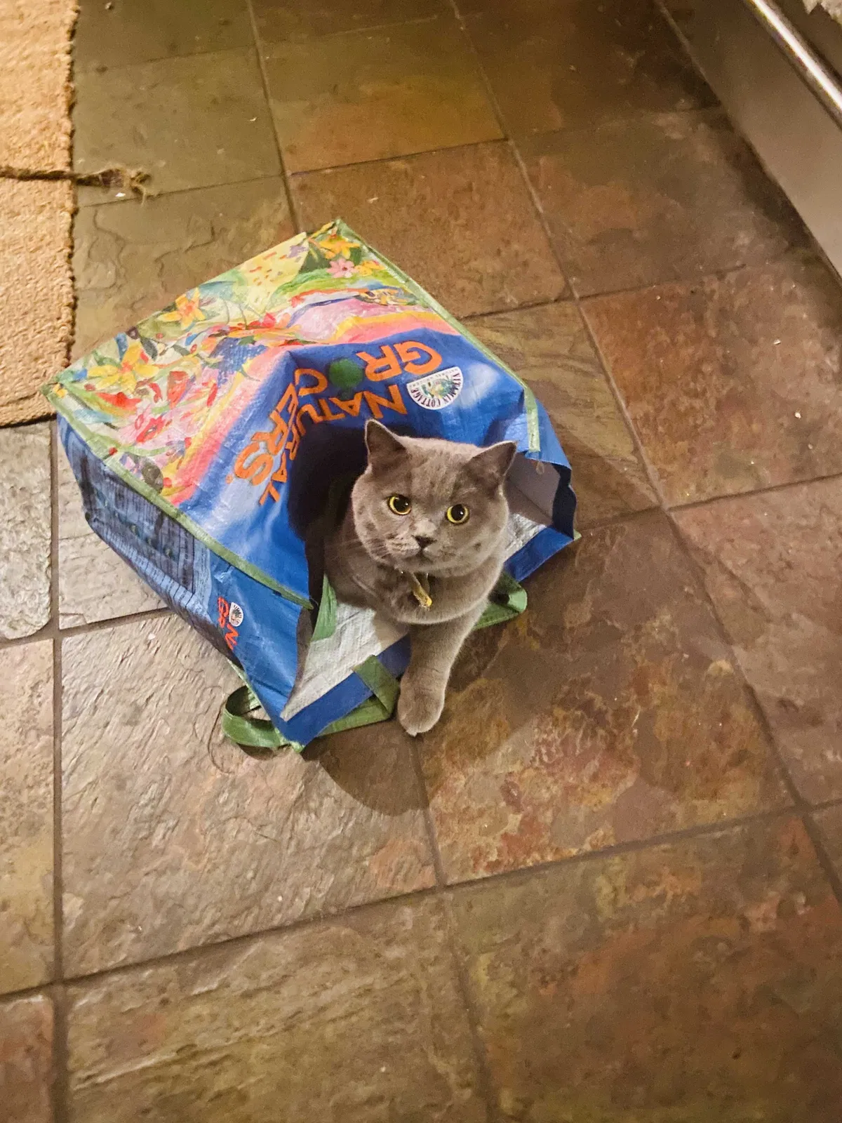 Lost cat in Denver, CO, 80212