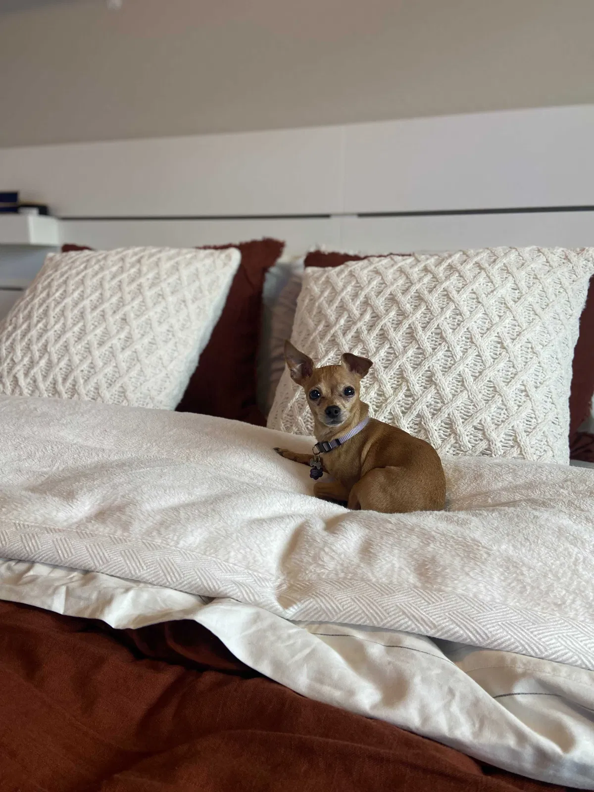 Lost dog in Tacoma, WA, 98444