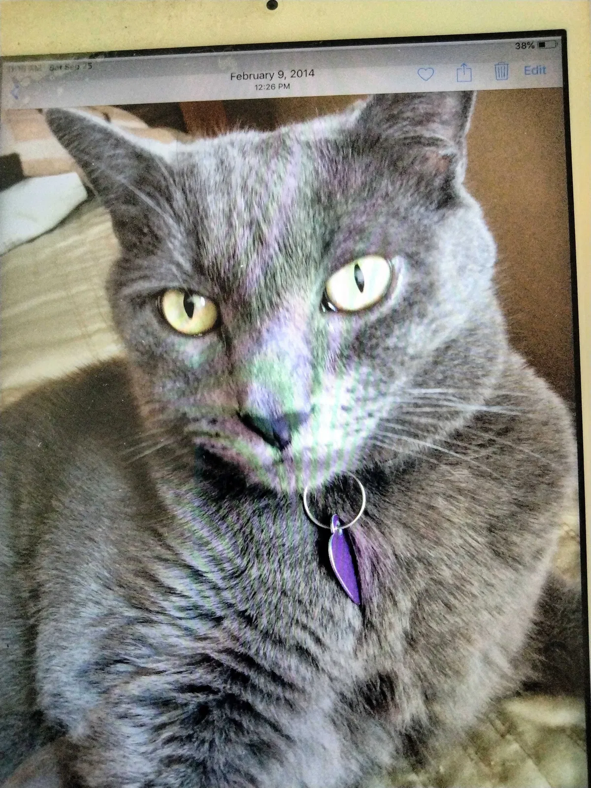 Lost cat in La Mirada, CA, 90638
