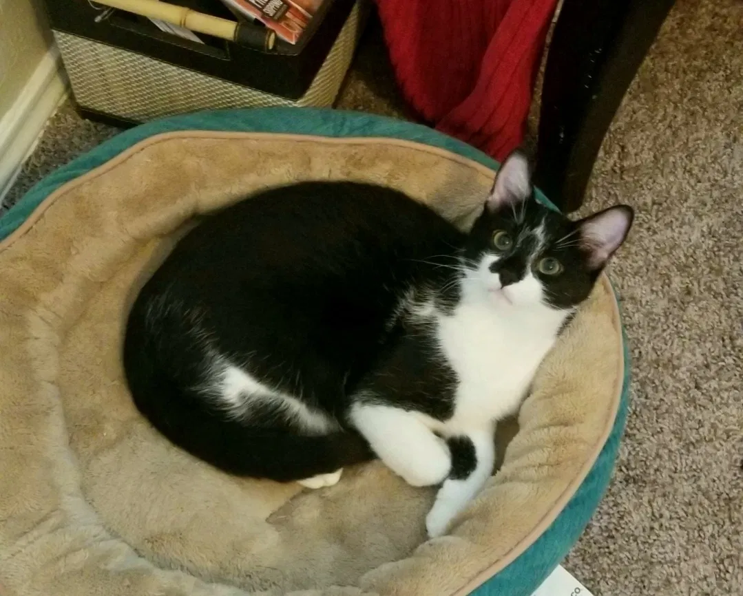Lost cat in Arlington, TX, 76016